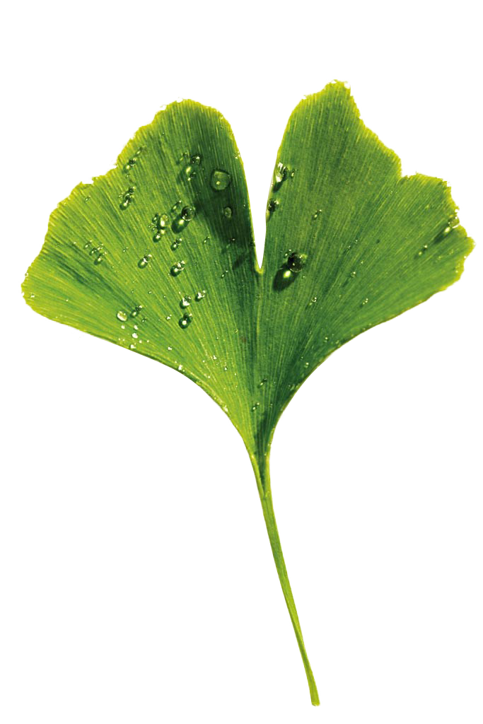 Hoja de Ginkgo Hoja de Ginkgo